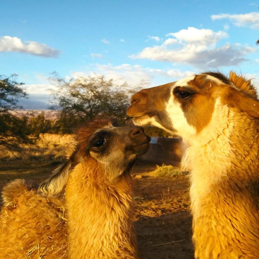 סן פדרו דה אטקאמה Cabanas Voyage Atacama מראה חיצוני תמונה