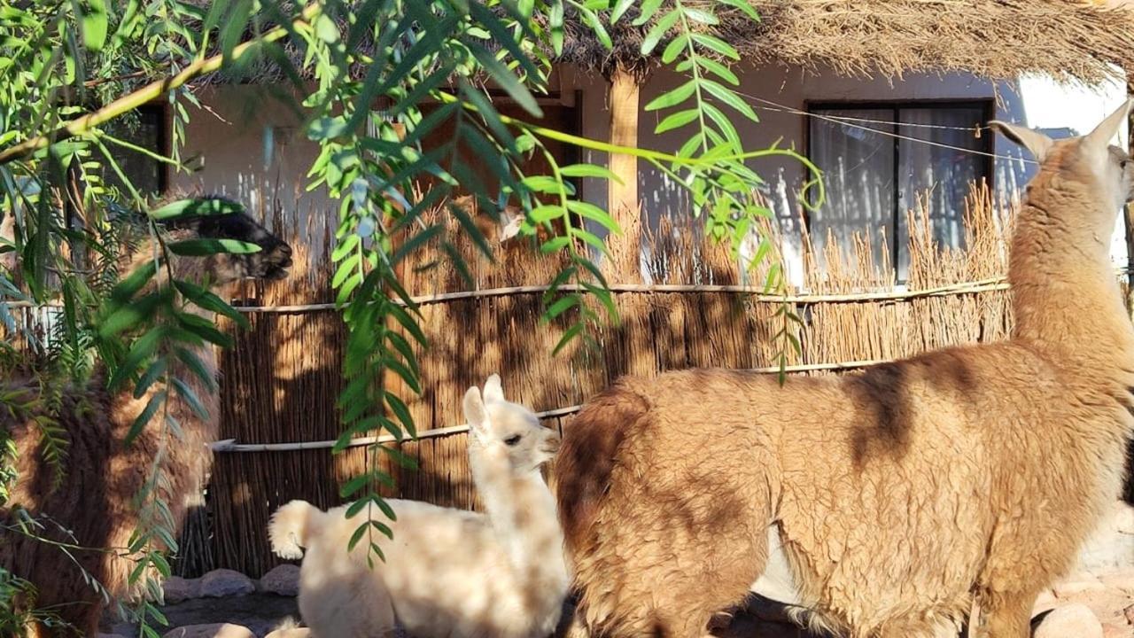 סן פדרו דה אטקאמה Cabanas Voyage Atacama מראה חיצוני תמונה