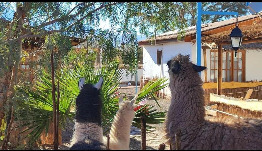 סן פדרו דה אטקאמה Cabanas Voyage Atacama מראה חיצוני תמונה