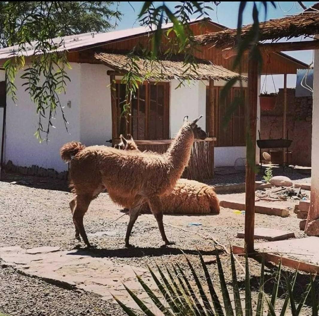 סן פדרו דה אטקאמה Cabanas Voyage Atacama מראה חיצוני תמונה