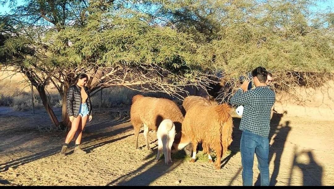 סן פדרו דה אטקאמה Cabanas Voyage Atacama מראה חיצוני תמונה