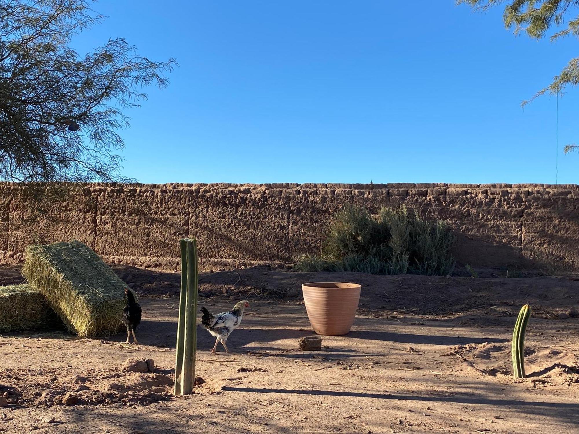 סן פדרו דה אטקאמה Cabanas Voyage Atacama מראה חיצוני תמונה