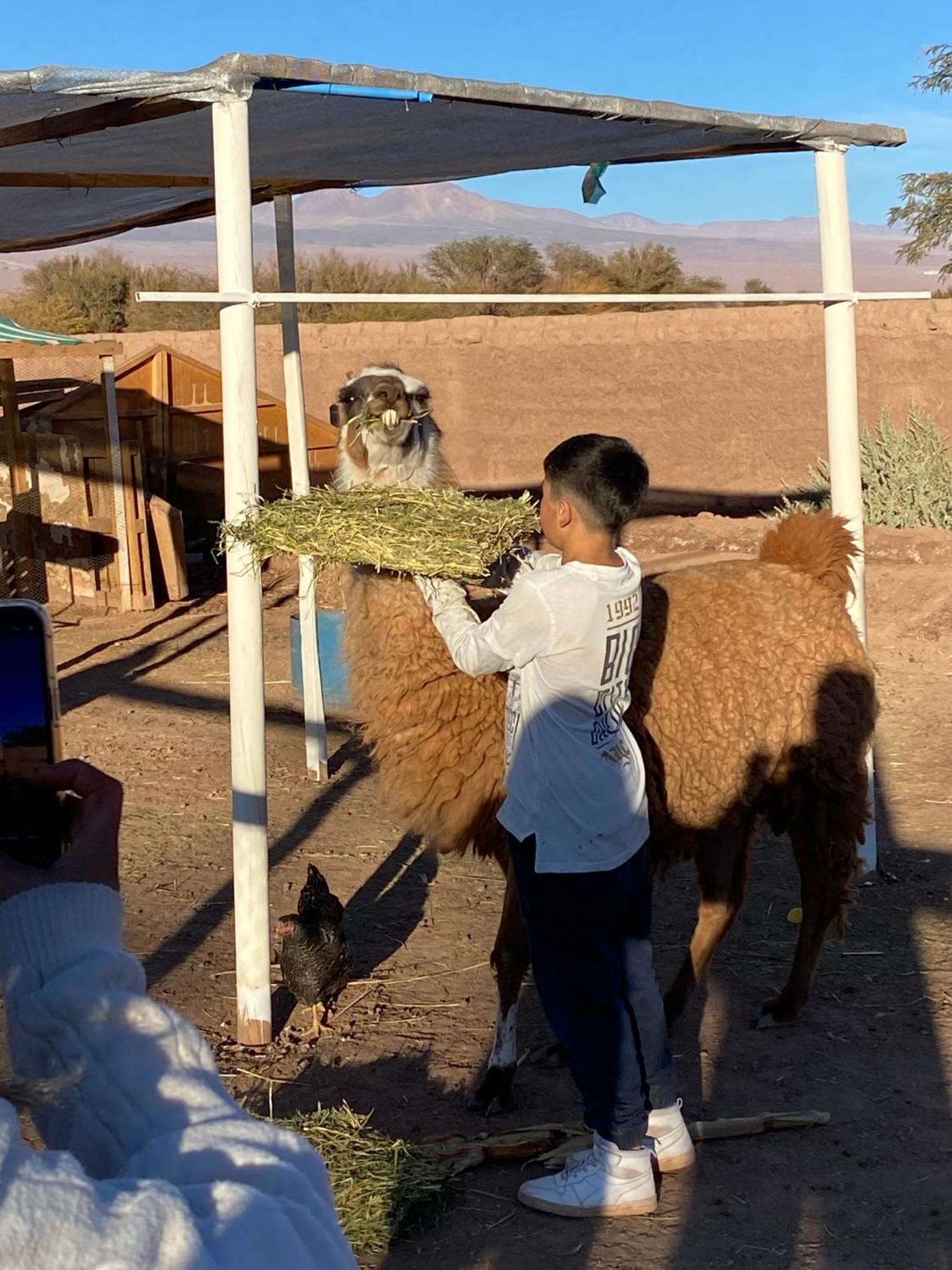 סן פדרו דה אטקאמה Cabanas Voyage Atacama מראה חיצוני תמונה