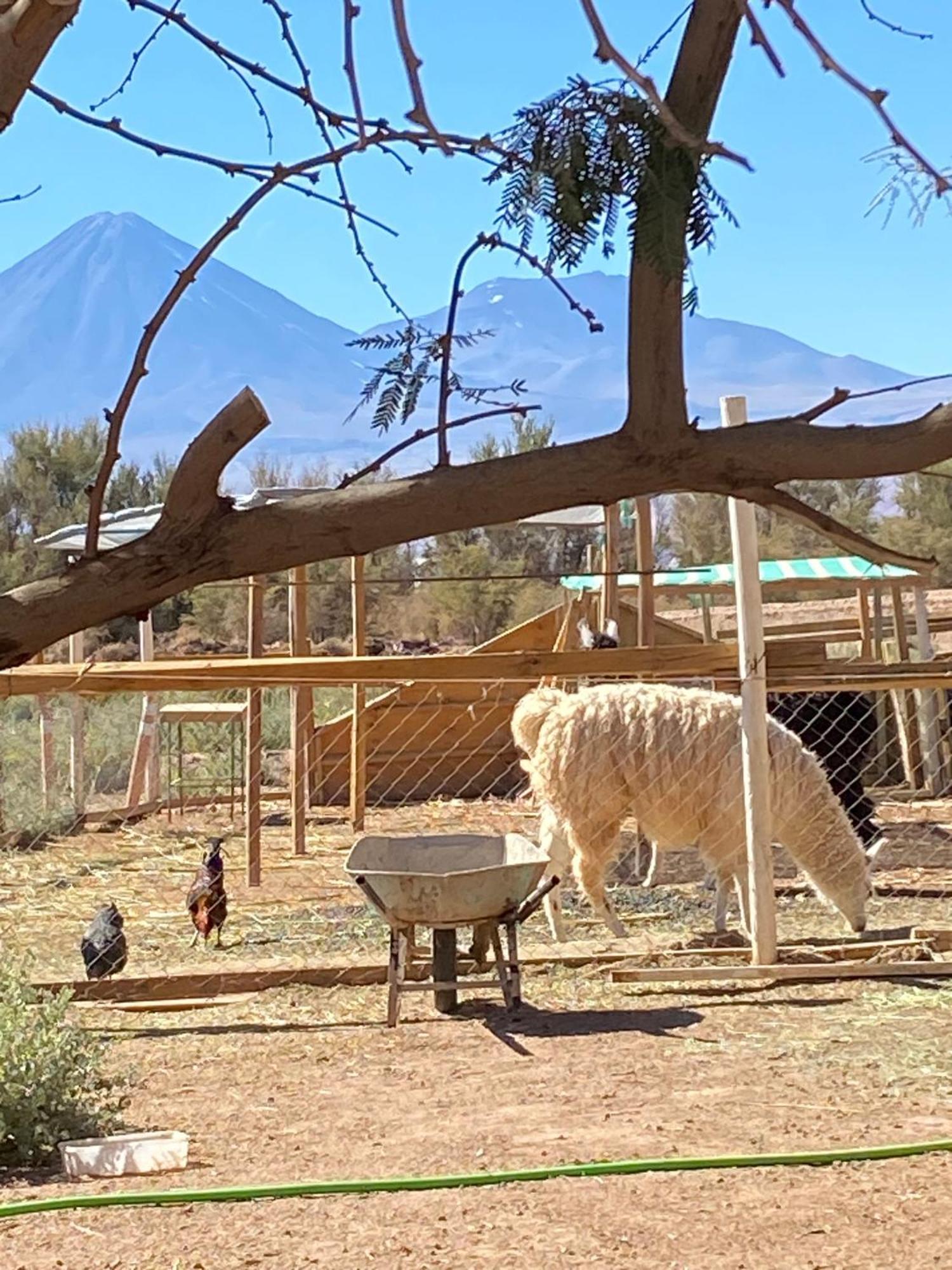 סן פדרו דה אטקאמה Cabanas Voyage Atacama מראה חיצוני תמונה